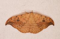 Drepana falcataria