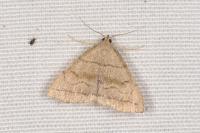Herminia tarsicrinalis