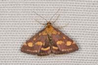 Pyrausta purpuralis