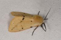 Spilarctia lutea