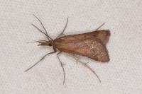 Synaphe punctalis