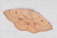 Cyclophora puppillaria