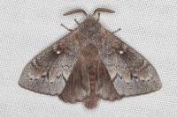 Dendrolimus pini pini