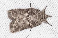 Nycteola columbana
