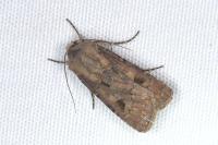 Agrotis exclamationis exclamationis