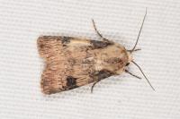 Agrotis puta