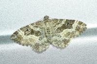 Epirrhoe alternata