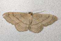 Idaea aversata