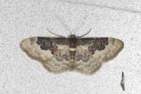 Idaea rusticata