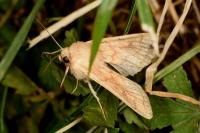 Mythimna vitellina