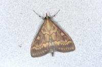 Ostrinia nubilalis
