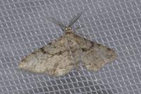 Peribatodes rhomboidaria rhomboidaria
