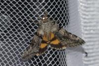 Catocala nymphagoga