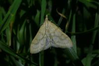 Paracorsia repandalis