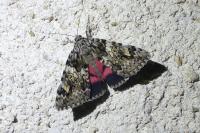 Catocala promissa