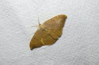 Watsonalla binaria