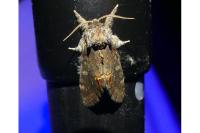Notodonta dromedarius