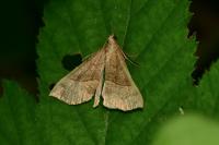 Hypena proboscidalis