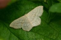 Scopula nigropunctata