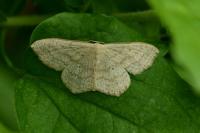 Scopula nigropunctata