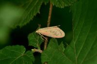 Miltochrista miniata