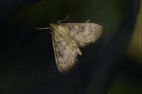 Patania ruralis