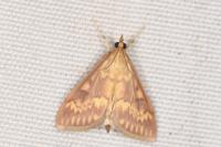 Ostrinia nubilalis