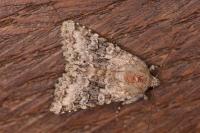 Hecatera bicolorata
