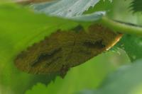 Camptogramma bilineata
