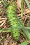 Saturnia pavonia