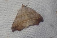 Laspeyria flexula