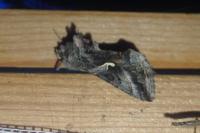 Autographa gamma