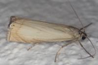 Chrysoteuchia culmella