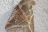 Habrosyne pyritoides