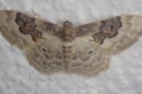Idaea rusticata