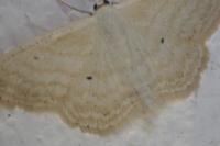 Scopula immutata