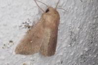 Mythimna albipuncta