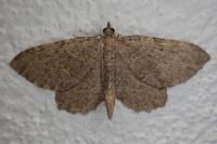 Philereme vetulata