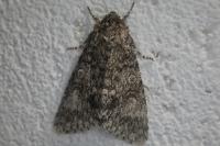 Acronicta megacephala