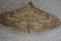 Patania ruralis