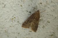 Parapoynx stratiotata