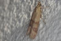 Homoeosoma sinuella