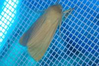 Mythimna pallens