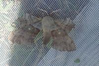 Laothoe populi
