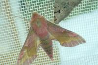 Deilephila porcellus