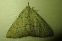 Paracolax tristalis