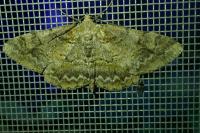 Alcis repandata
