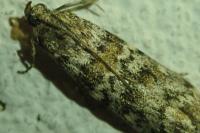 Dioryctria