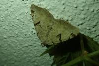 Macaria wauaria