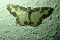 Lomaspilis marginata